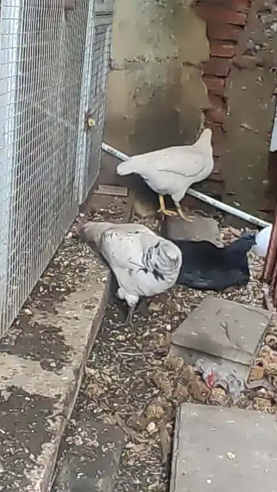 Ayam betina sedang bertelur