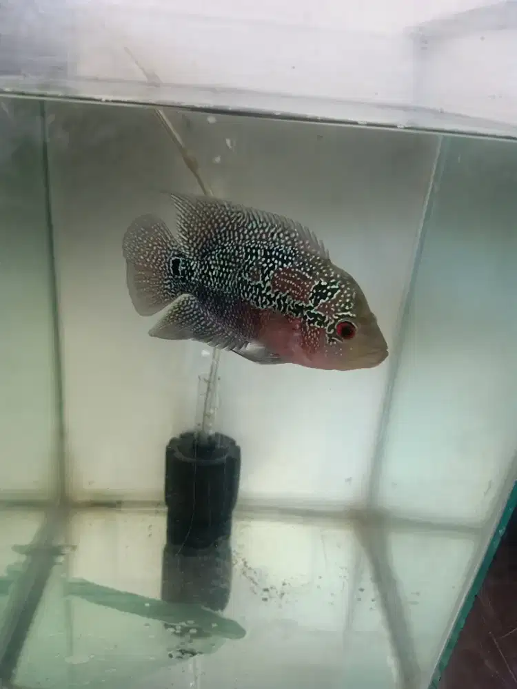 Ikan lohan srd  UK 4 jari