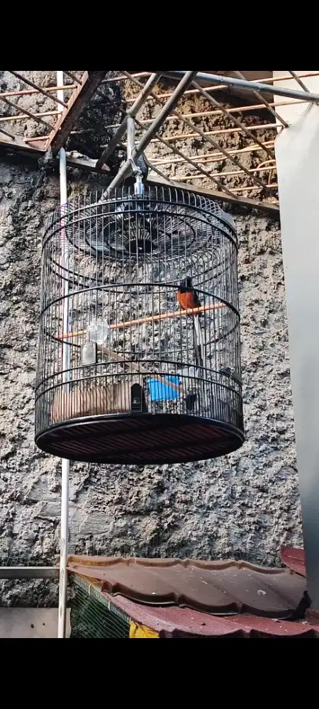 Murai Ekor Klewer ±25cm Dan Trotol Trah Ekor Panjang