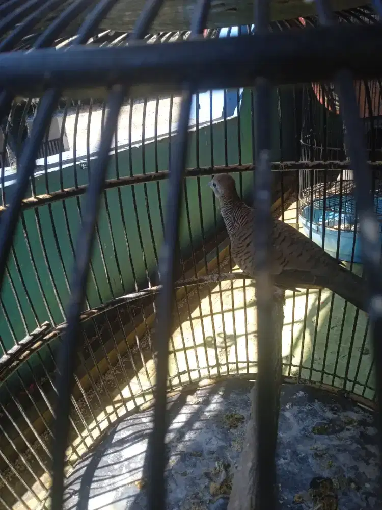 Burung perkutut Bangkok jantan