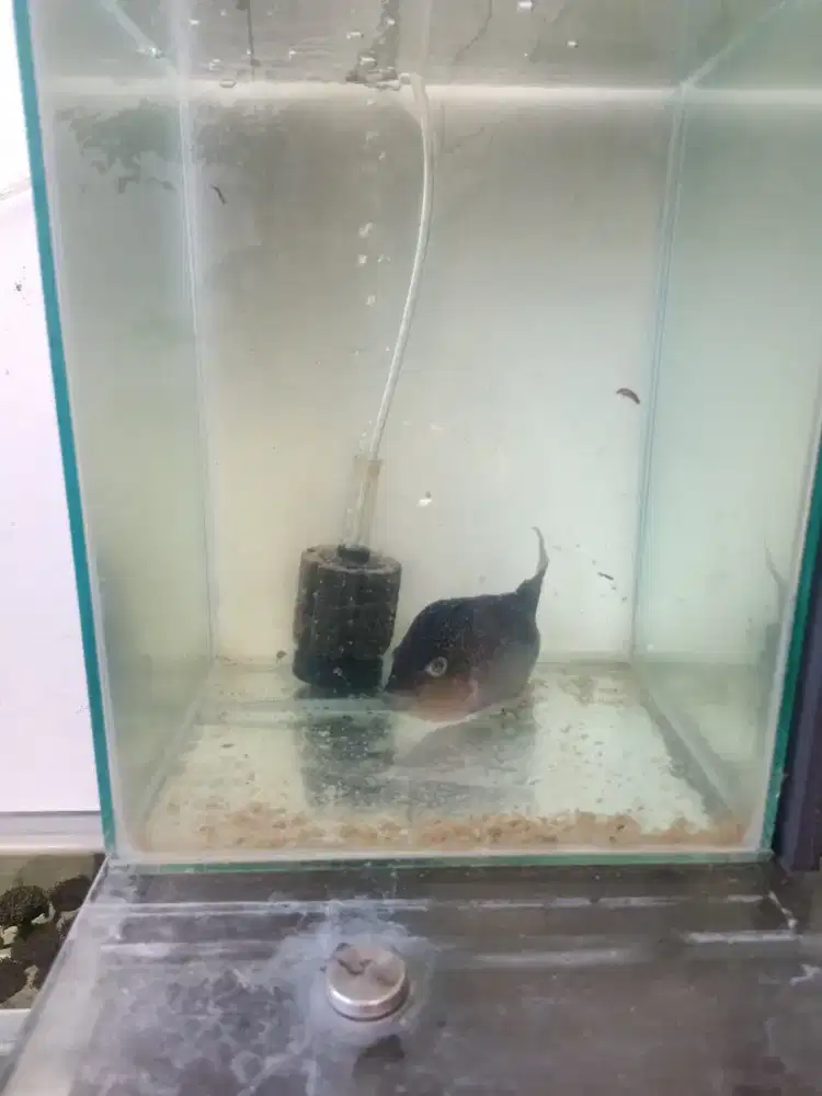 Ikan lohan f3 UK 5 jari