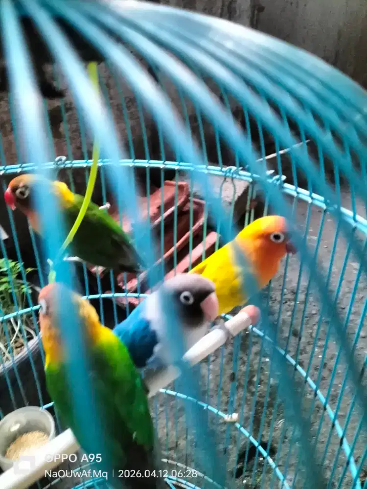 Lovebird pasangan dewasa