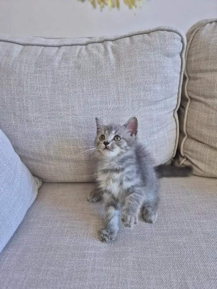 Semi hibah kitten bsh