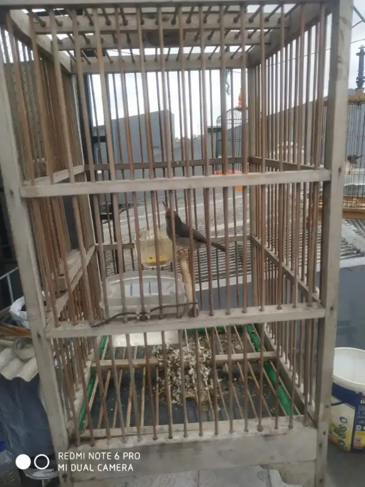 Prenjak betina fur total dah bunyi cocok untuk masteran burung lomba