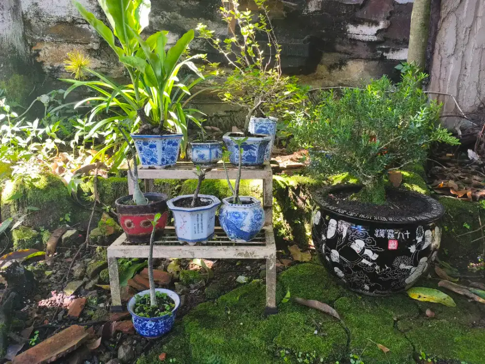 Pot keramik antik sudah ada banyak