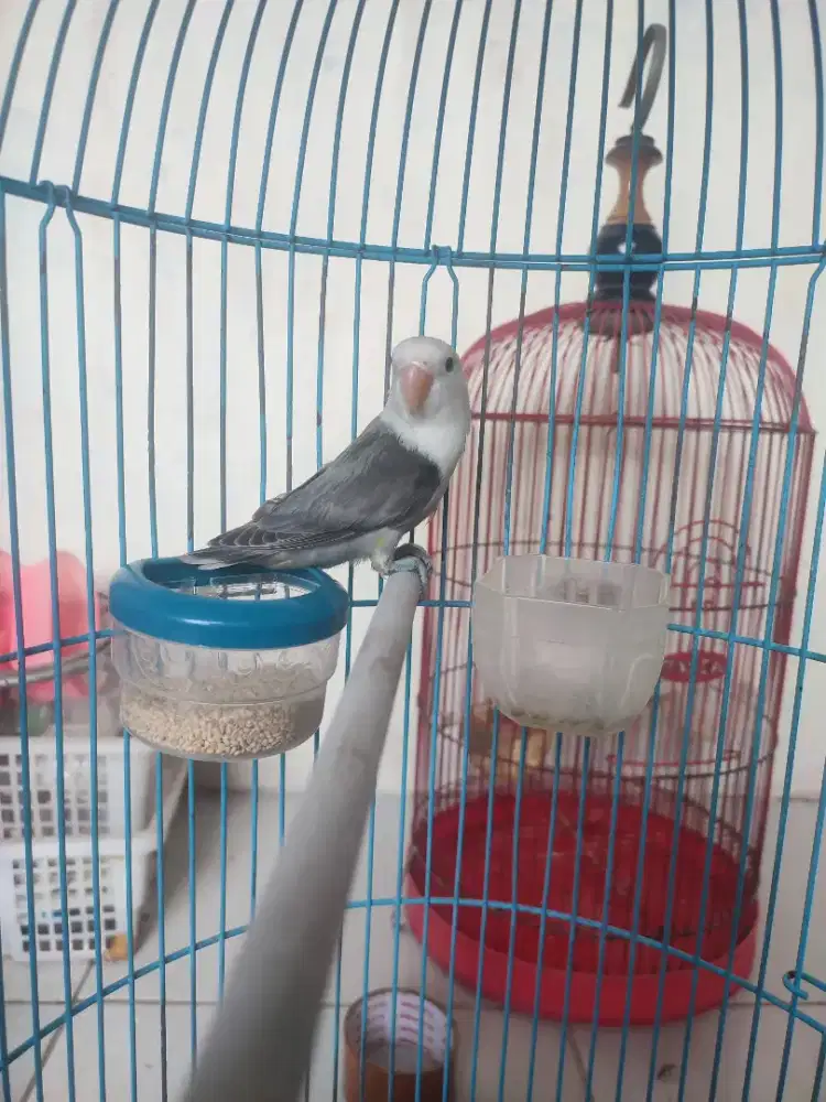 lovebird batman fishcery