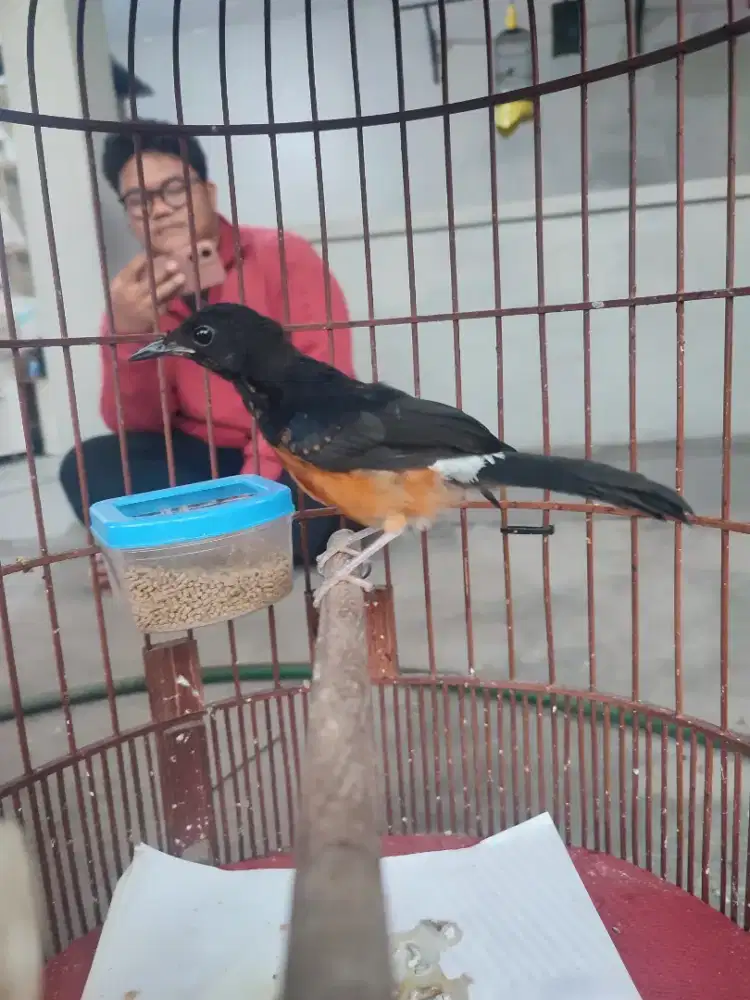 Murai batu trotol jamin jantan