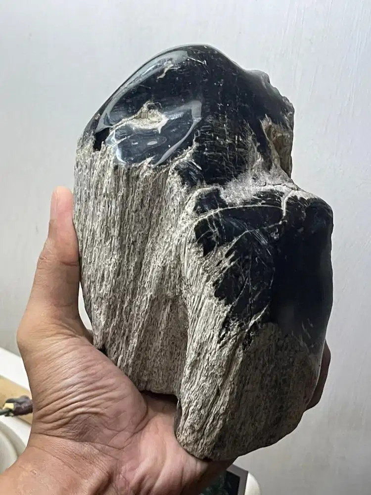 Batu Fosil Kayu Kelor