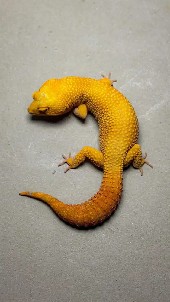 GECKO SUNGLOW JANTAN