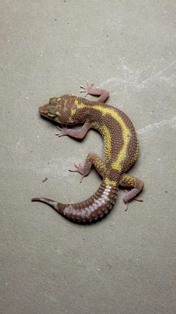 GECKO TREMPER BOLD STRIPE BETINA