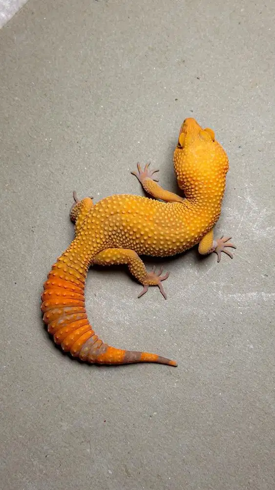 GECKO SUNGLOW BETINA