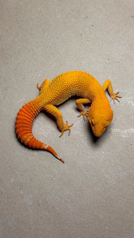 GECKO SHTCTB PH T BETINA