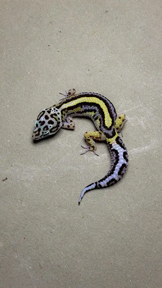 GECKO BOLD STIREP PH T JANTAN