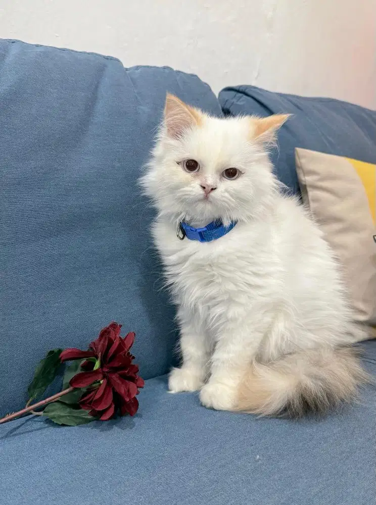 Kitten Ragdoll Betina 3 bulan