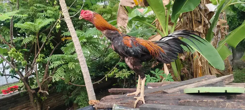 Bangkok selatan sisik Ubed