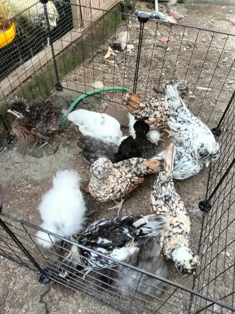 Ayam poland silver laced & gold laced