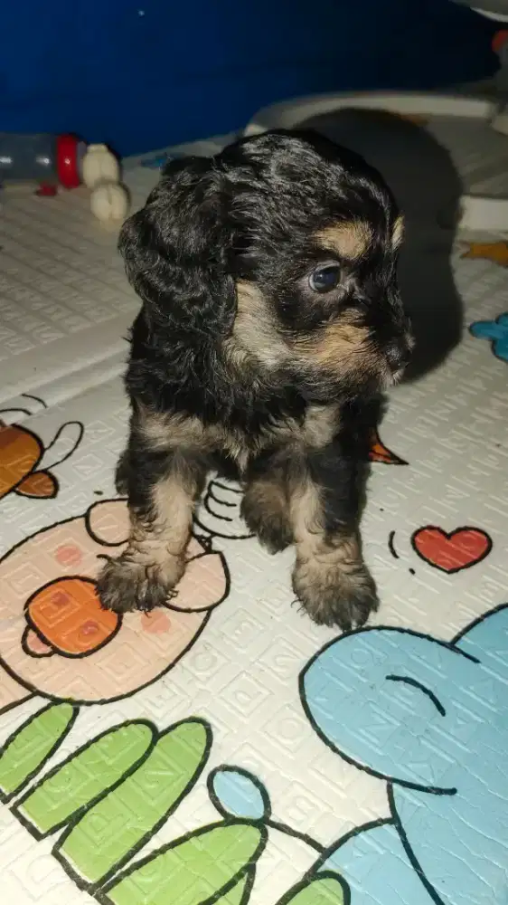 Anjing Maltipoo F1B, baru lahiran.. Bapak poodle asli, emak maltipoo