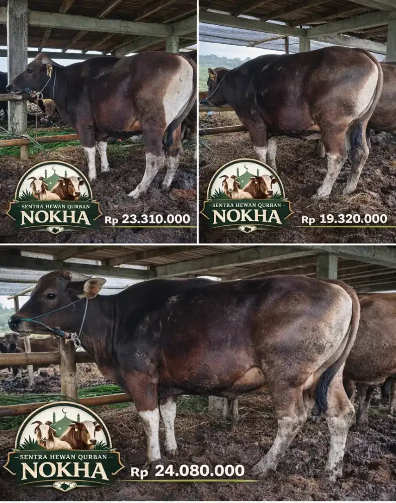 Sapi Qurban Premium Murah , Sapi Bali Cocok Untuk Hewan Kurban