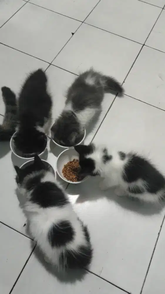 kucing Persia medium