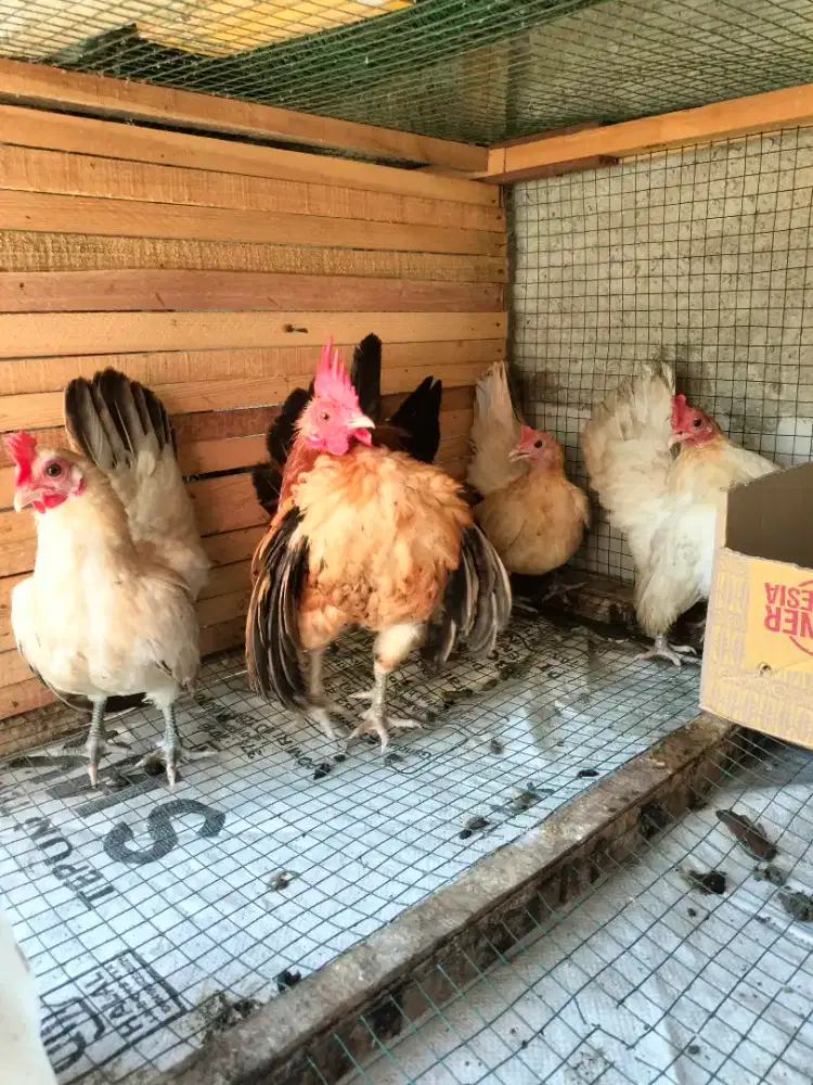 Ayam Serama sepaket jantan 1 betina 3