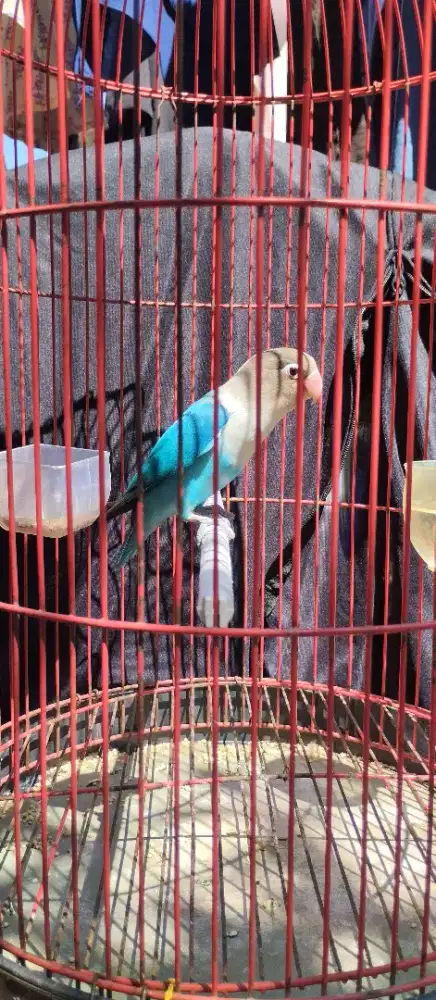 Lovebird Biru sehat dan rajin