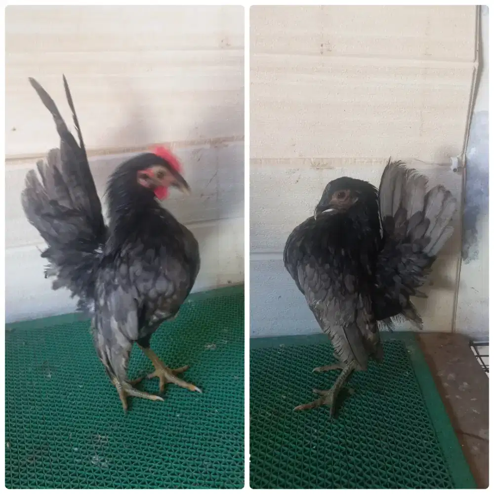 Sepasang serana kelabu