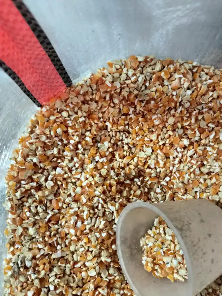 Jagung pecah, pur 511 starfeed dan pur ad 2 Pokphand