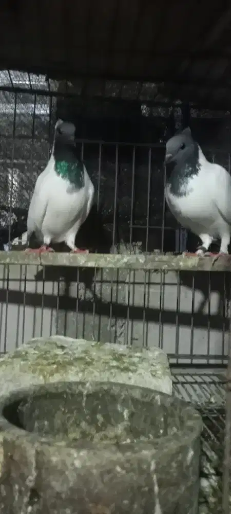 Merpati songkop anakan