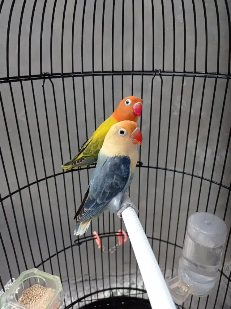 Borongan 2e Betina dewasa Burung LB Lovebird Birahi BURJA