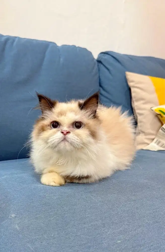 Ragdoll Seal Bicolor Betina