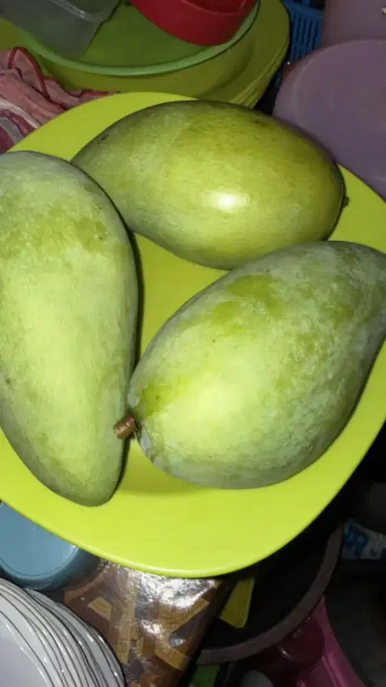 Jual Mangga Kiojay Madu Jumbo Thailand Mengkal2 1kilo isi :2buah =40rb