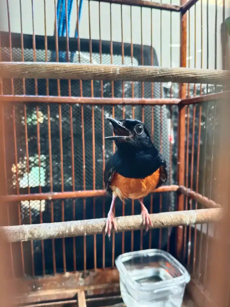 Murai Hutan Jantan Istimewa