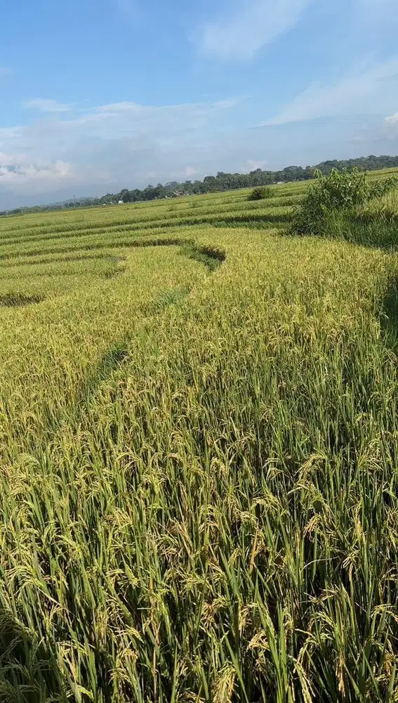 Jual sawah pertanian Rp.250.000.000 (nego)