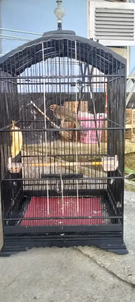 Cucak rowo betina mapan