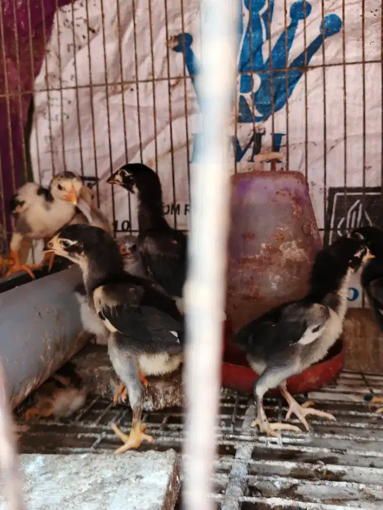 Jual borongan anak ayam Bangkok