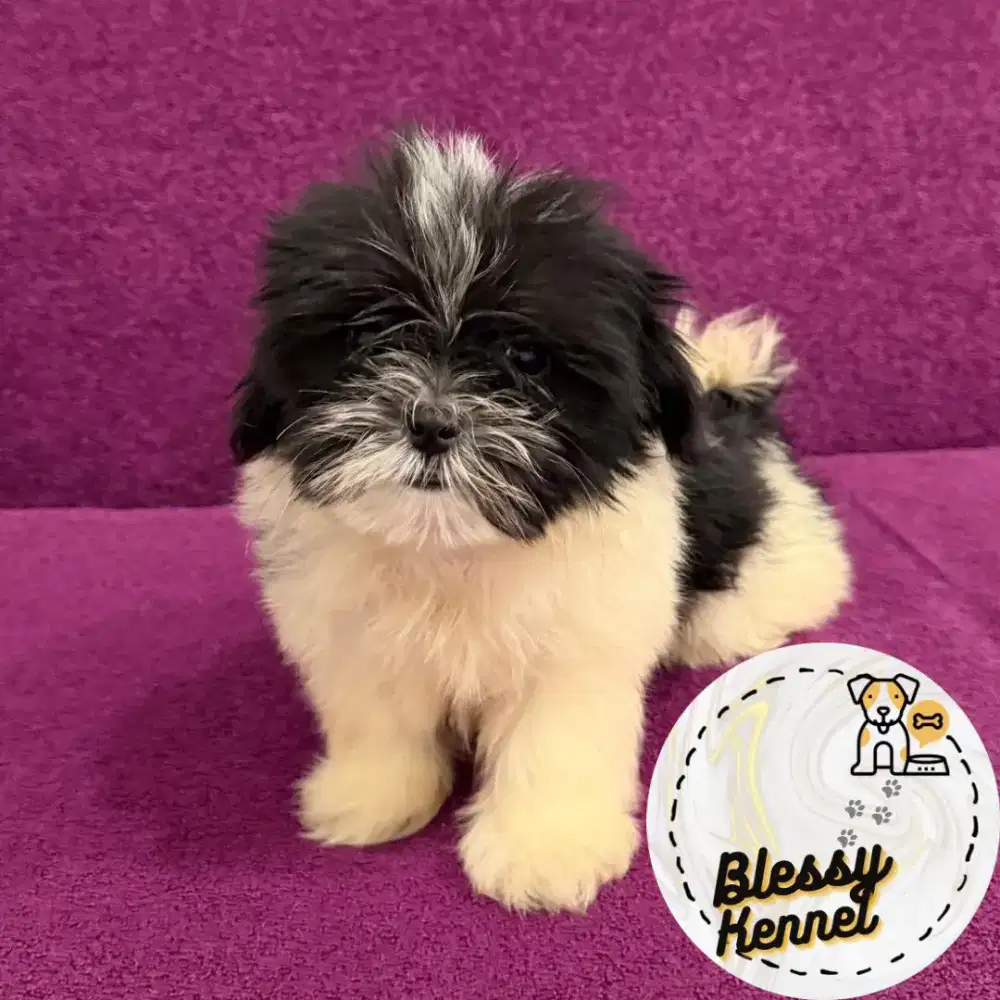 Anjing Shih Tzu / Shitzu