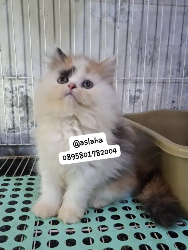Anak kucing anggora/kitten persia  betina/kucing flatnose betina