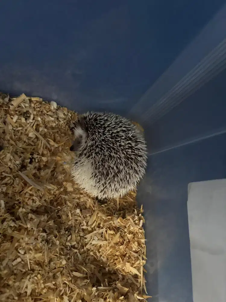 landak mini usia 8 bulanan