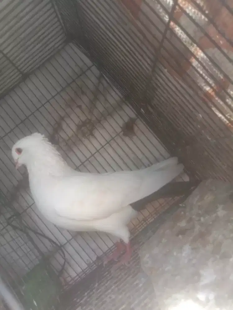 Merpati putih buntut hitam