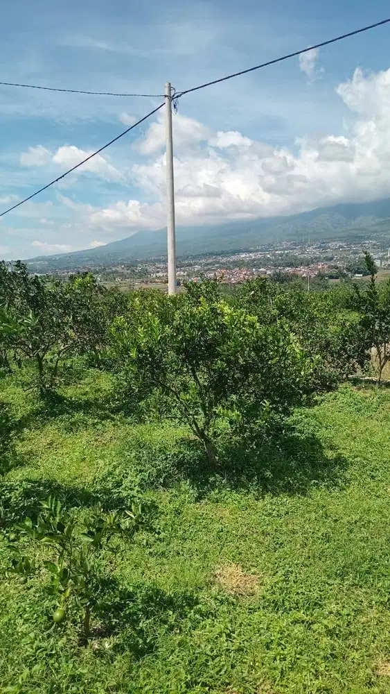 DIJUAL TANAH KEBUN PRODUKTIF DI KOTA BATU, 10 MENIT DARI PUSAT KOTA