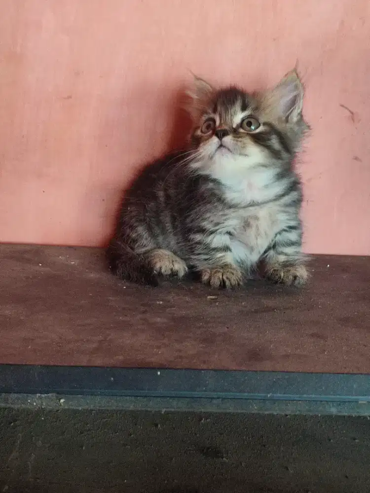 Kucing,kitten munckhin
