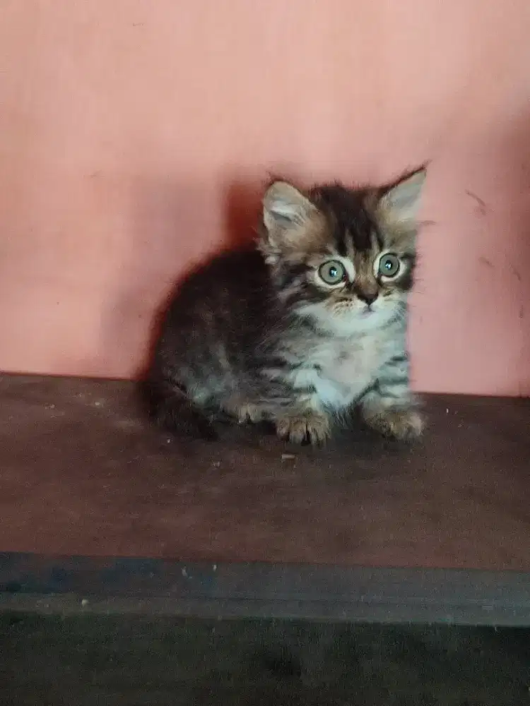 Kucing,kitten munckhin