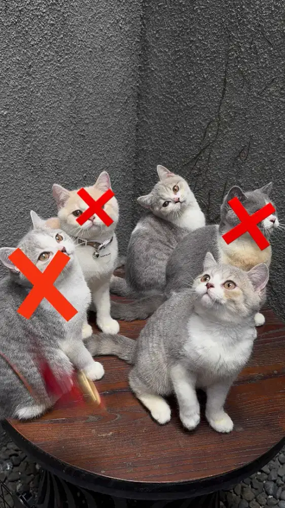 Kucing bsh british Shorthair usia remaja