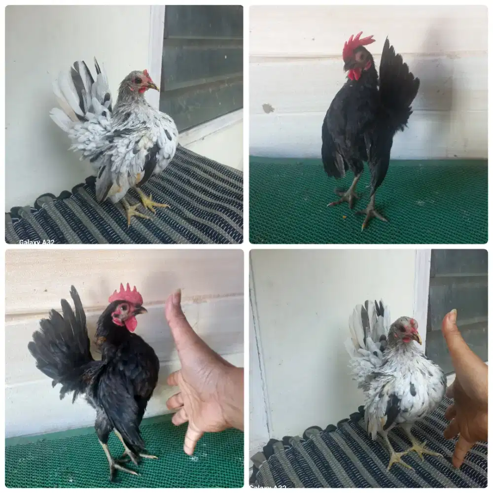 Ayam serama sepasang muda