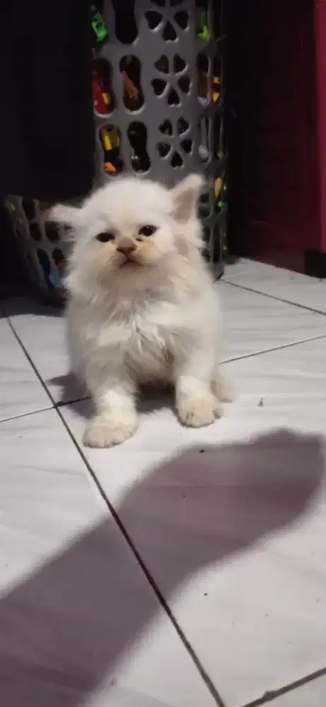 Kucing kitten himalaya