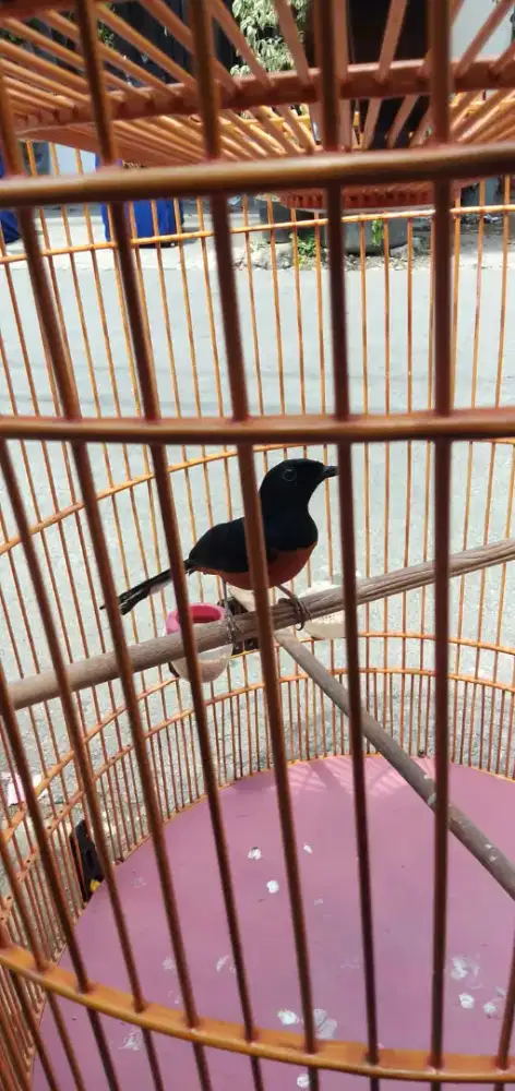 jual murai  gacor  fulsett harga nego