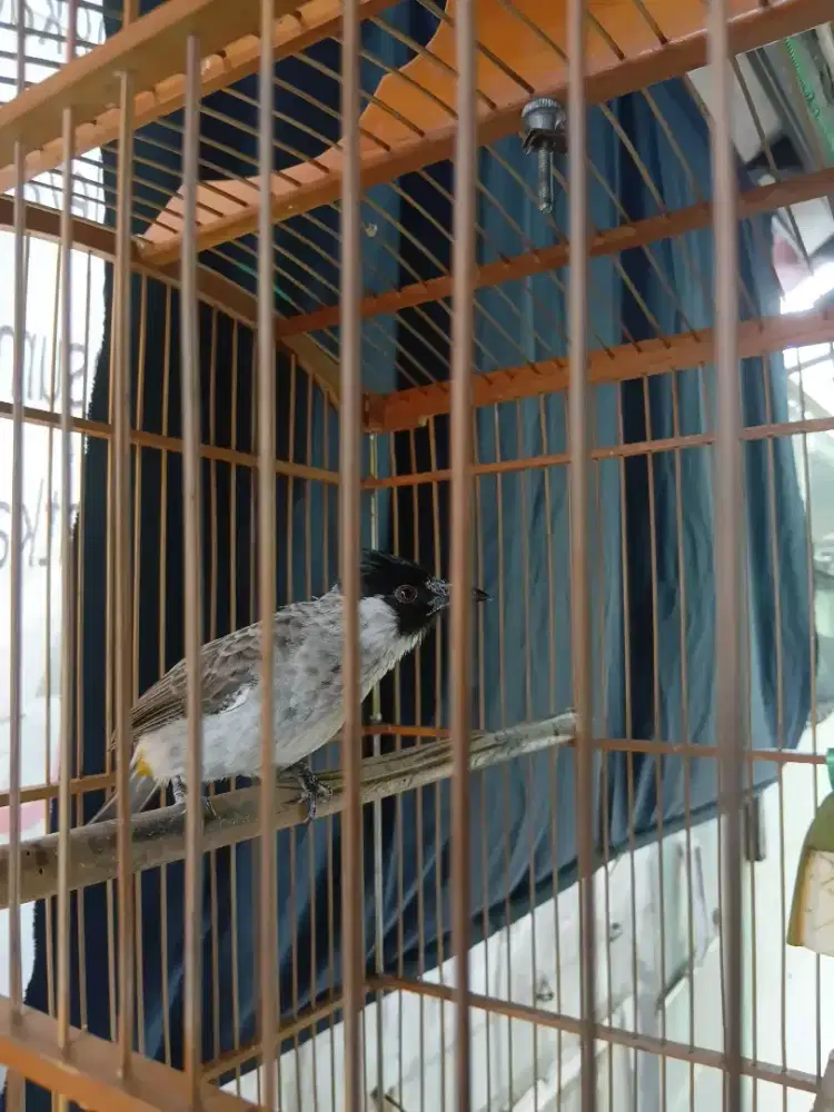 Kutilang jambul jinak