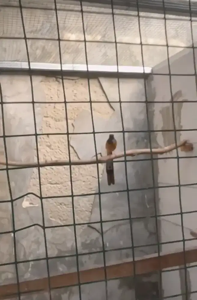 murai batu betina siapan ekor panjang 20cm DDS LINE