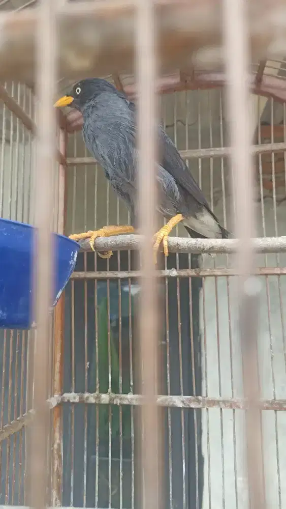 Jabo burung jalak kebo