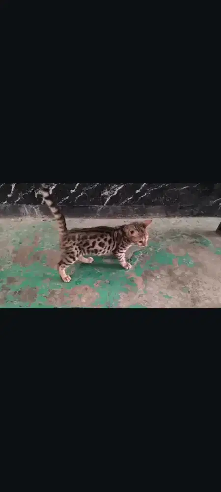 Kitten kucing 4 bulan jantan